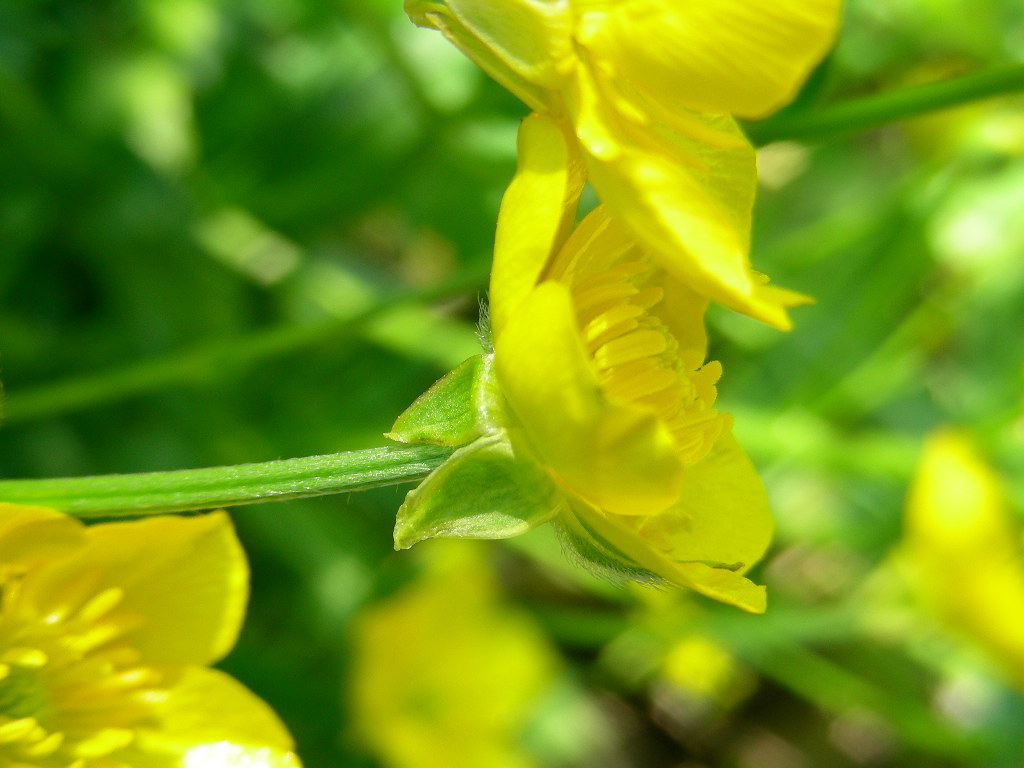 Fasciazione su Ranunculus sp.